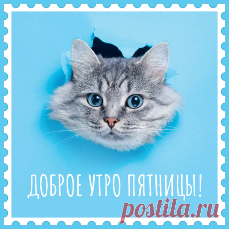 Картинка доброе утро пятница с кошкой. Привет, я автор этой открытки Анна Кузнецова.
Если вам понравилась картинка, то на сайте СанПик вы найдёте сотни открыток для WhatsApp и Viber на все случаи жизни моей работы.
