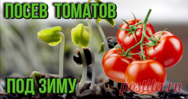 Уникальный способ посева томатов… под зиму