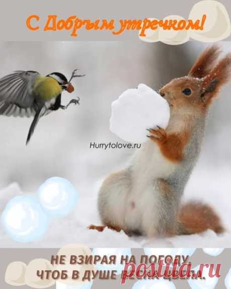 Картинки с добрым зимним утром с животными: открытки с прикольной подборкой зверей