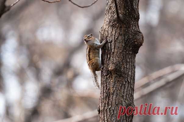 Бурундук в дозоре. Фото сделала Ирина Фастовец: nat-geo.ru/community/user/52672/.