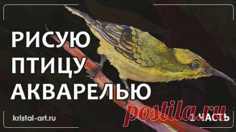 Рисую акварелью красивую птицу. Использую ограниченную палитру цветов. Часть 1. | Художник-иллюстратор Кристина Колоскова | Дзен