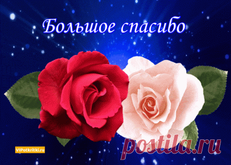 «букет красивых роз #цветы» — карточка пользователя savenkova.savenkovaww в Яндекс.Коллекциях