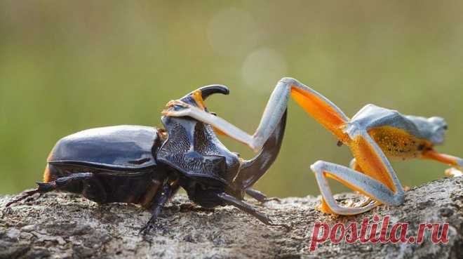 Мини-родео: лягушка оседлала жука Hendy Mp, фотограф из Индонезии, специализируется на съемках природы и животных. Недавно он запечатлел невероятную сцену: древесная лягушка оседлала жука-носорога.