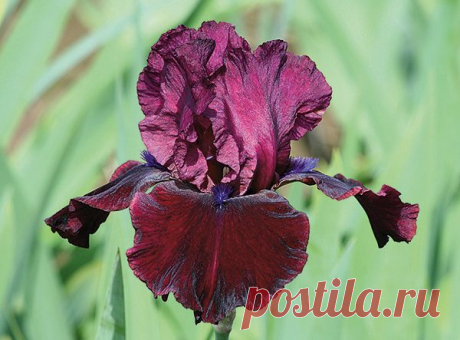 Wine Red Bearded Iris: 11 тыс изображений найдено в Яндекс.Картинках