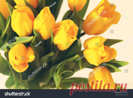 Yellow Beautiful Bouquet Tulips Flowers Isolated Imagen De Archivo (stock) 578632822 - Shutterstock