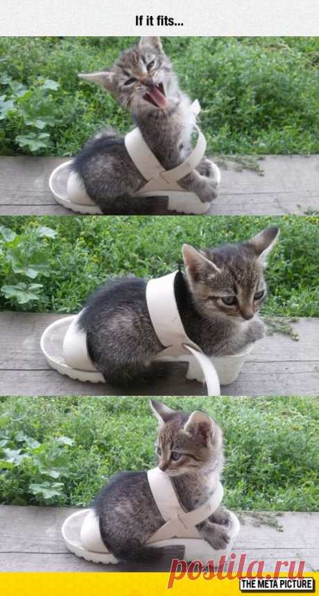Kitty Fits In Shoe