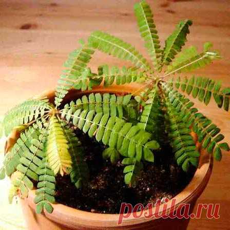 Комнатное растение Биофитум (Biophytum). Особая чувствительность этого ...