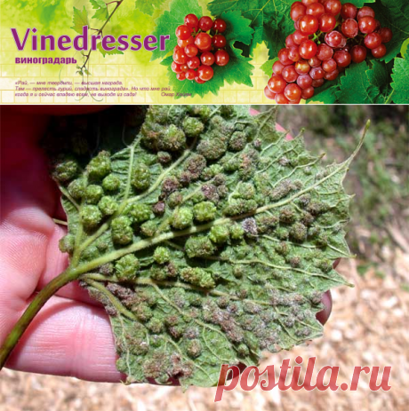 Филлоксера виноградная. Описание листовой и корневой формы