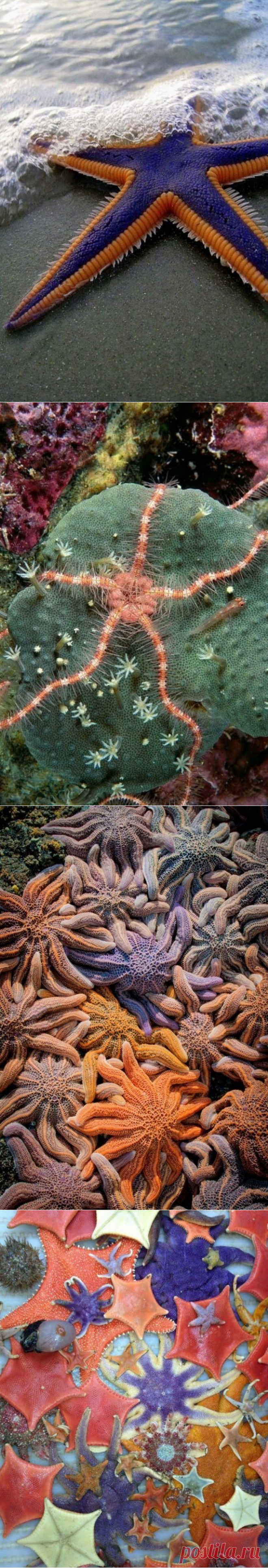 Увлекательные факты о морских звездах, которые вы вряд ли знали — Наука и жизнь