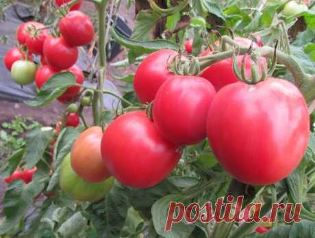Ультраскороспелые сорта помидоров 
Раннеспелыми помидорами считаются те, у которых плоды созревают через 100 и менее дней после появления всходов. При высадке рассады возрастом 50 дней урожай поспеет уже через месяц. Есть особо ранние…