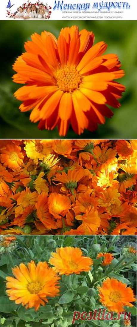 Календула солнечный цветок для красоты и здоровья