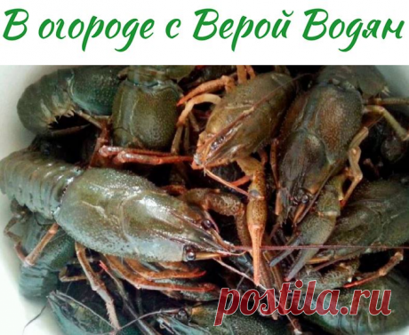 О ловле раков там, где их нет - В огороде с Верой Водян