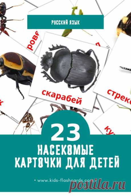 23 бесплатные карточки Насекомые для детей на русском (PDF файлы)