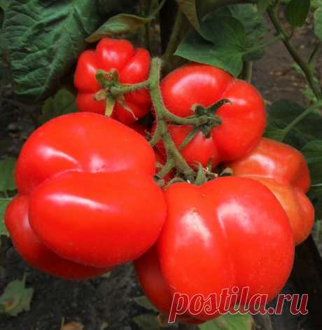 Мои суперсекреты выращивания томатов приносят богатый урожай!