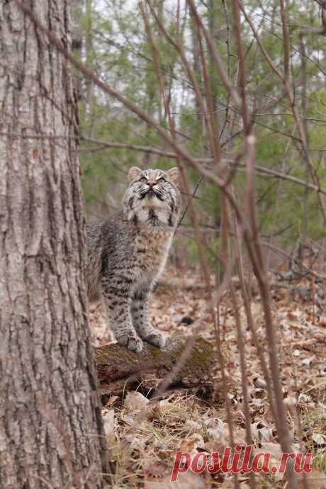 Looking for squirrels | Young bobcat Taken at Minnesota Wild… | Flickr