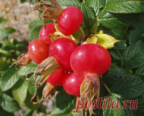 Уникальная ягода шиповник - Perchinka63