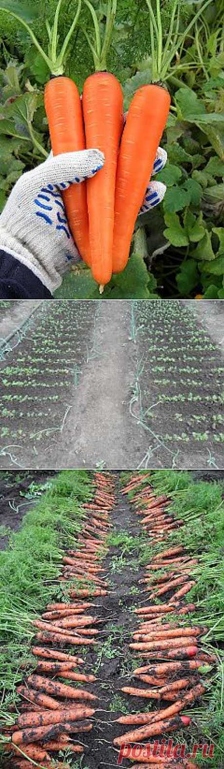 Вкусный Огород: Как выращивать морковь