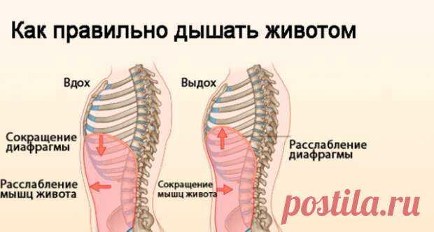 Насколько полезно дыхание животом
Приветствую друзья, что же подтолкнуло меня к написанию этой статьи — всё чаще я слышу о пользе диафрагмального или брюшного дыхания, а именно сейчас, я взялась за более глубокое изучение китайской гимнастики — Цигун, и именно в этой литературе нам чаще всего советуют использовать диафрагмальное дыхание (там же пишут о нём, как о дыхании животом). […]
Читай пост далее на сайте. Жми ⏫ссылку выше