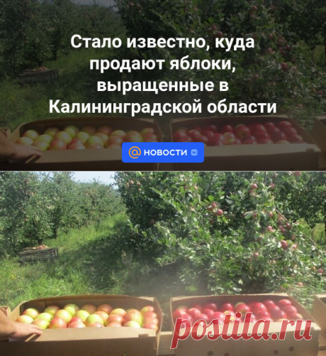 Продают яблоки, выращенные в Калининградской области-ПО ВСЕМ РЕГИОНАМ РОССИИ | 10 ноября 2023 - Новости Mail.ru