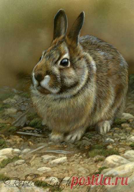 Progress on the rabbit series | Paintings of Wildlife &amp; Nature by Rebecca Latham