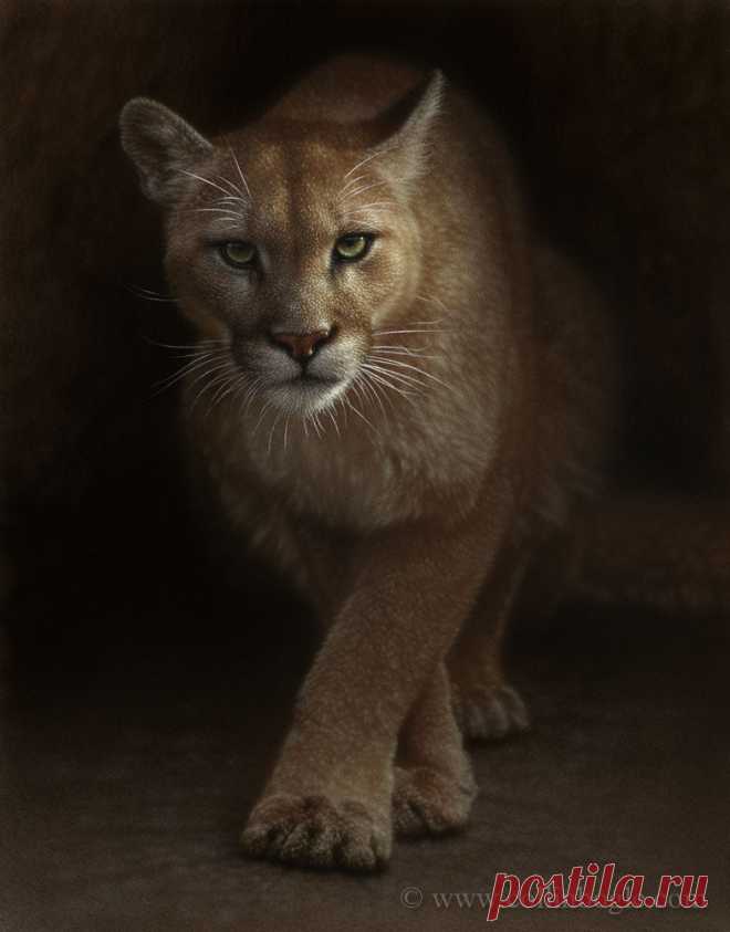 Появление - Cougar Painting, ручная подпись Cougar Art Print Коллина Богла - Collin Bogle Nature Art