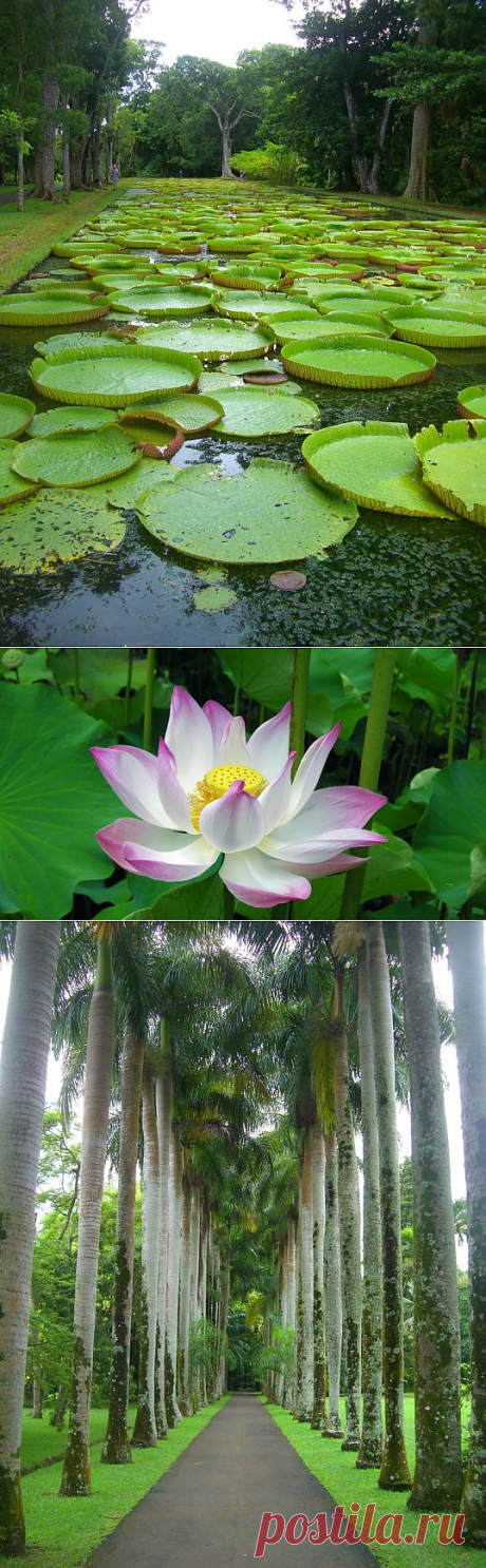 Ботанический сад Памплемус на острове Маврикий (22 фото)