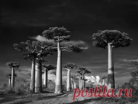 Фотограф 14 лет снимала старейшие деревья в мире