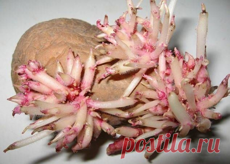 Артрит, острое воспаление суставов лечим ростками картофеля