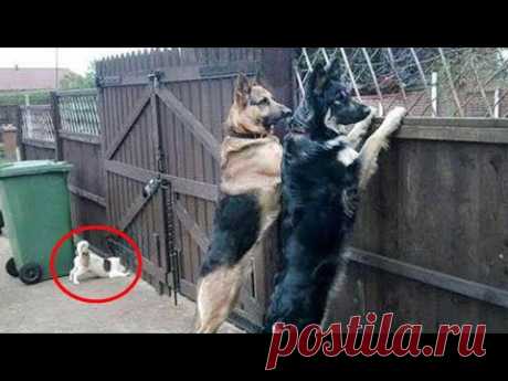 Funny Cats And Dogs Videos 😁 - BEST Funny Animal Videos 2024 🥰#4