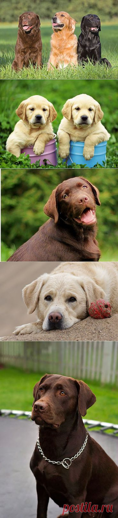 Лабрадор ретривер - описание породы, фото, правильный уход, выбор клички для собаки | Animal.ru