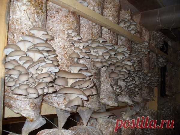 Как выращивать грибы вешенки в мешках - 1 Октября 2022 - Дом и участок своими руками