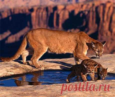 Couger - Large American Stalking Cat | Animal Pictures and Facts | FactZoo.com