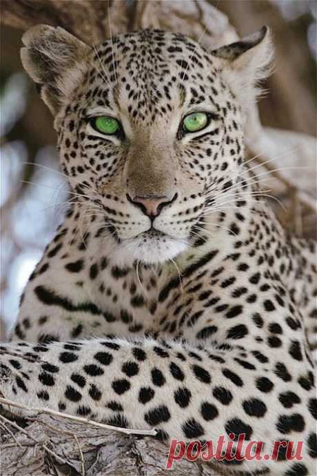 Великолепный зеленоглазый леопард