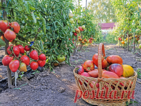 Топ- 5 томатов, которые удивили меня своим необычным вкусом. | Огородник из Рязани | Яндекс Дзен