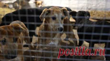 Парламент Южной Кореи принял закон о запрете употребления собачьего мяса