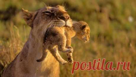 Download Lion Animal Baby Amazing Mother Wallpaper 1920x1080 | Full HD Wallpapers