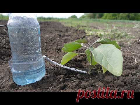 Капельный полив из бутылки - равномерный полив 30 дней - YouTube