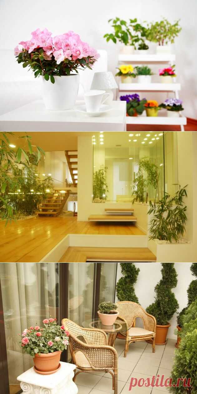 Оформление интерьера комнатными растениями - Статьи - Недвижимость Mail.Ru