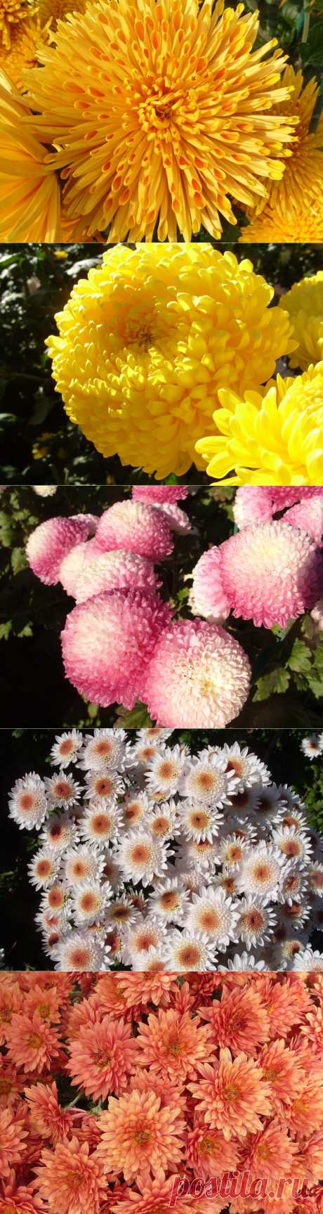 6 самых красивых хризантем Осеннего бала 2013