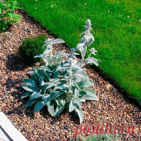 Многолетний садовый цветок Стахис (Stachys). Семейство: голубоцветные (Lamiaceae).

Синонимы: чистец, медвежье ухо.

Одно- или многолетнее травянистое растение, реже полукустарник. Стебли и листья имеют беловойлочное мягкое опушение, что придает растению особую привлекательность. Цветки мелкие, невзрачные. Цветет в июне - августе.

Основные виды
В декоративном садоводстве используют травянистый многолетник: с.шерстистый (S.lanata) - корневищное растение со стелющимися побегами.
