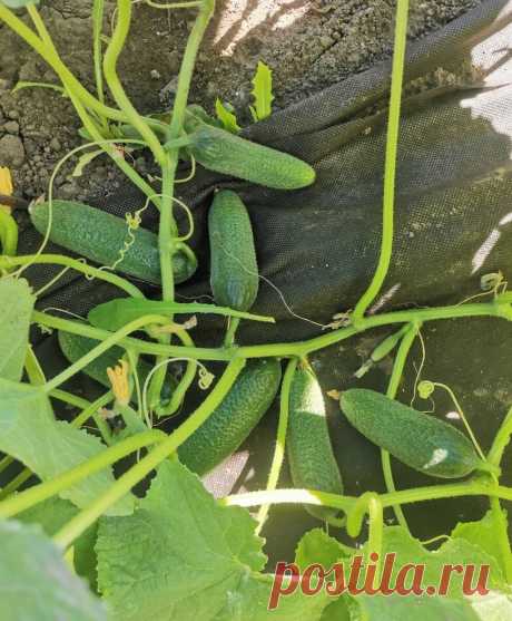 Какие семена огурцов, томатов и других овощей я подготовила для сезона 2022 | Огородник из Рязани | Яндекс Дзен