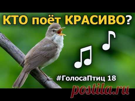 Какие птицы красиво поют? #ГолосаПтиц 18