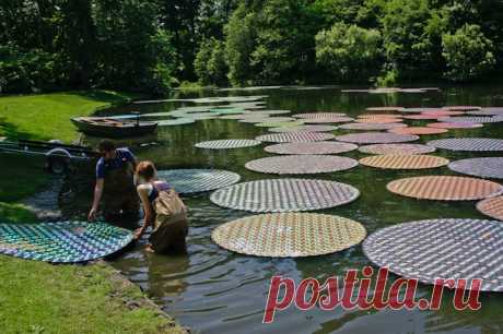 Colorful Floating Waterlilies Made of 65,000 Recycled CDs British artist Bruce Monro has a fascination with light designs and installations, and that passion is evident in many of his massive outdoor artworks. Fro