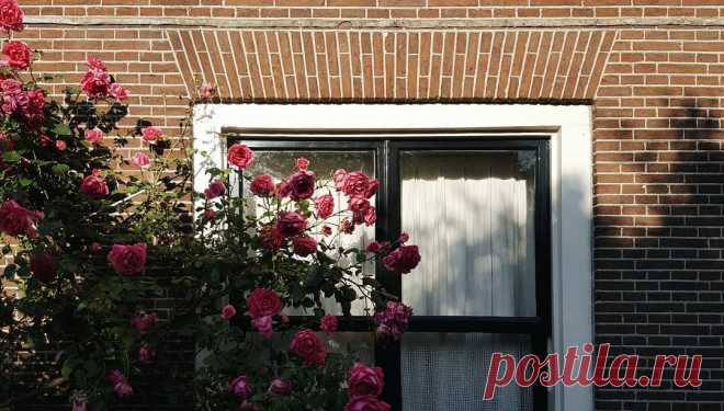 Публикация Talitha в Instagram • Июл 21 2016 в 8:31 UTC 15 отметок «Нравится», 1 комментариев — Talitha (@stylesixtyfour) в Instagram: «🌹🌹🌹
#amsterdam #summer #rose #flowers #window #brick #wall #exterior #talithadam #vscocam #vsco»