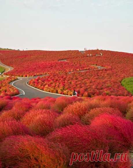 Национальный приморский парк Хитачи, Япония