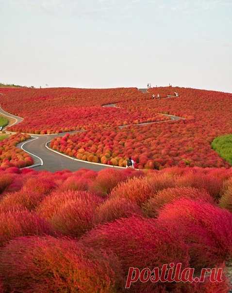 Национальный приморский парк Хитачи, Япония
