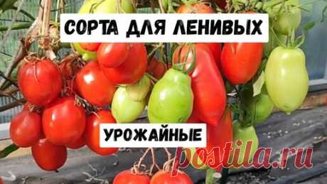 10 сортов томатов - посадил и забыл, самые беспроблемные, урожайные | Садово - Цветочный Елены Николаевой | Дзен