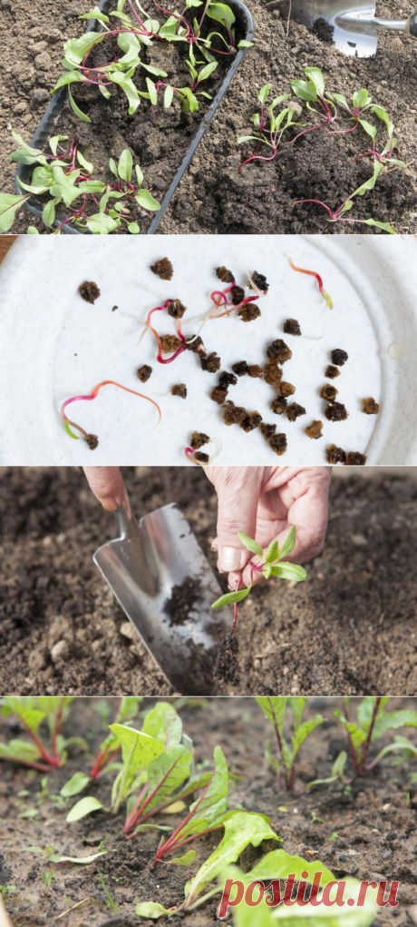Выращивание свеклы рассадой, фото, пошаговая инструкция