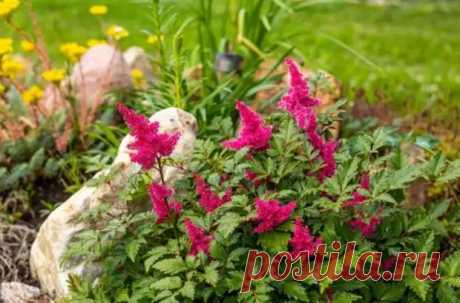 (99+) 10 растений для "чайников" – с чего начать свой первый цветник - Дачно-огородные радости - 29 января - 43560177617 - Медиаплатформа МирТесен