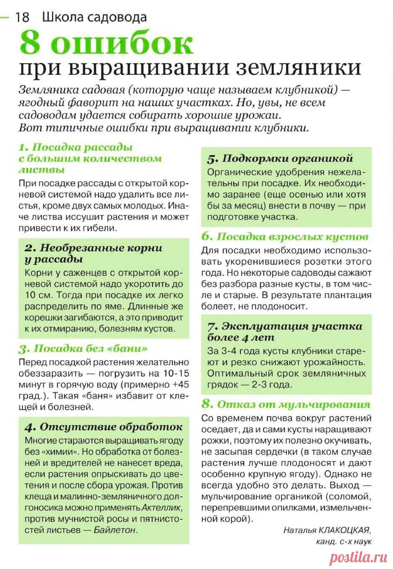 8 ошибок при выращивании земляники
